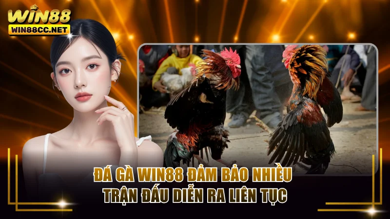 Đá gà Win88 đảm bảo nhiều trận đấu diễn ra liên tục